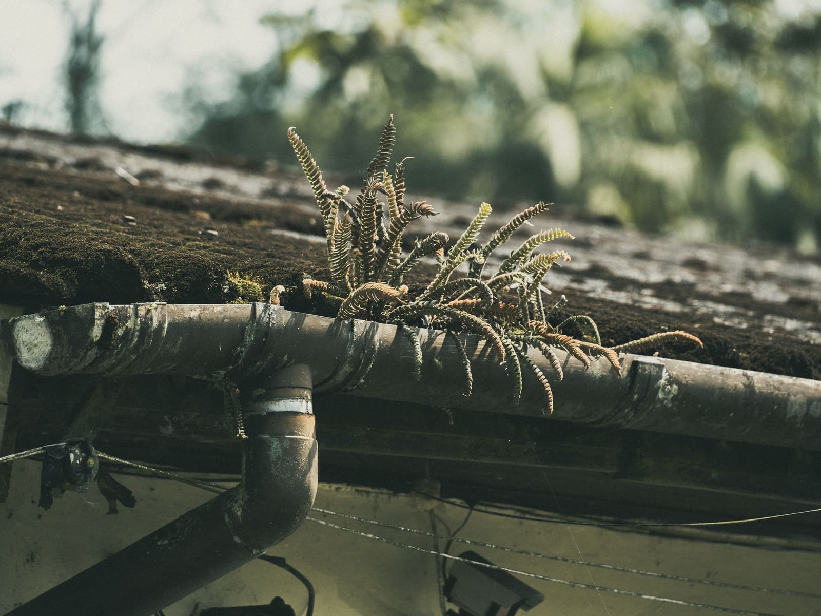 Gutter & Eavestrough Cleaning