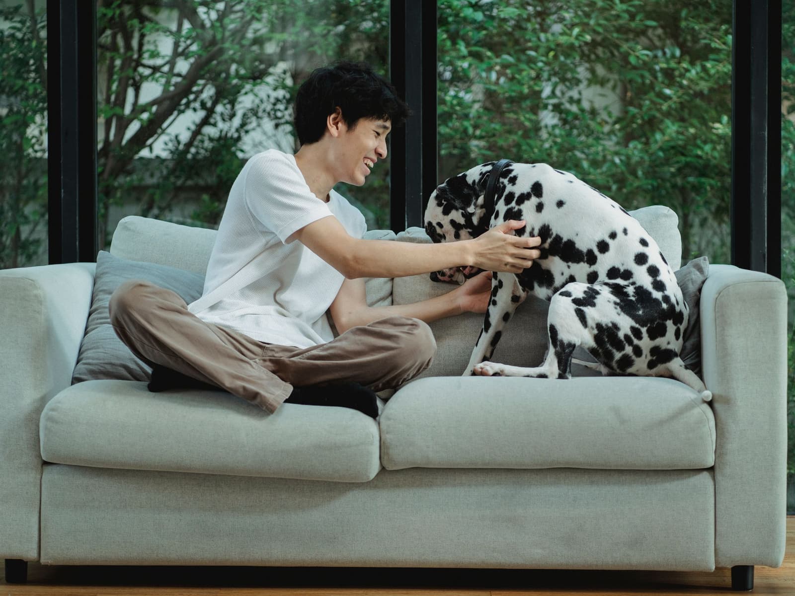 Pet Hair & Odour Removal